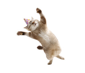 Happy cat celebrating with a party hat in vibrant motion on a transparent background, cut out