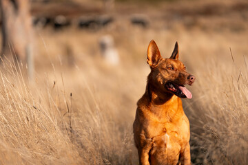 australian kelpie dog in a paddock with cows
