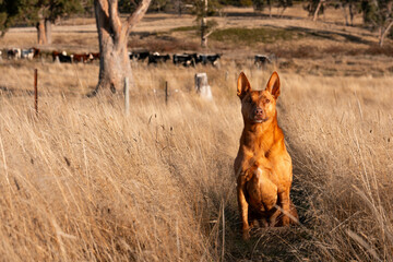 australian kelpie dog in a paddock with cows
