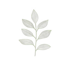 Elegant Green Leaf Branch Illustrating Natural Beauty and Simplicity on transparent background