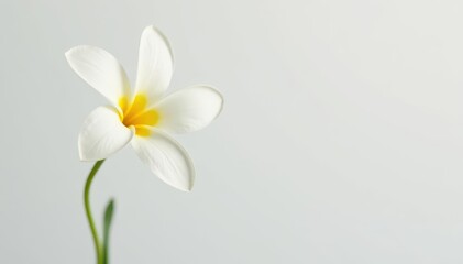 Obraz premium Single white flower isolated on pure white background, macro, stock