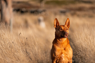 australian kelpie dog in a paddock with cows