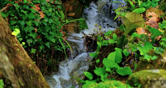 A gentle woodland stream winds through lush undergrowth, framed by ivy, mossy stones, and scattered leaves. The soft rush of water and wild greenery create a peaceful, earthy mood, wild forest plants