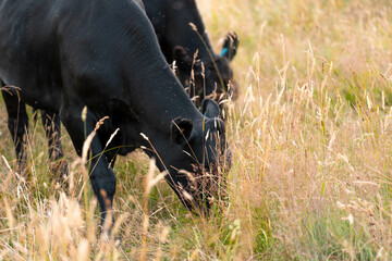 sustainable regenerative agriculture farm in australia,  Herd of Cattle in Golden Australian Pasture, Black Angus Cows Grazing in Australian