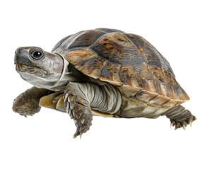 Obraz premium Tortoise exploring its environment in natural setting on a transparent background, cut out