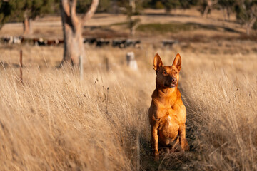 australian kelpie dog in a paddock with cows