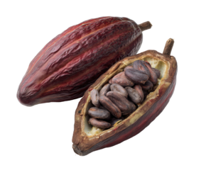 Cocoa pod with opened shell and cocoa beans for chocolate making on a transparent background, cut out