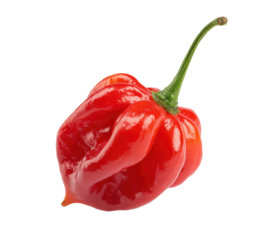 Fresh red habanero pepper for culinary use and spicy recipes on a transparent background, cut out