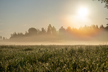 Sunrise over dewy meadow with golden light and morning mist, peaceful rural landscape with sparkling grass and silhouette of forest in soft sunlight, Latvia nature scene
