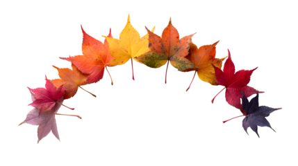 autumn leaves shaped into a soft curve like a rainbow arc, isolated on white background