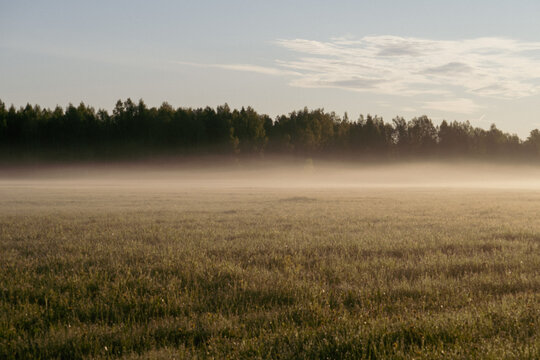 Misty morning meadow with soft sunlight and forest silhouette, calm rural landscape with dew-covered grass and hazy air under blue sky in Northern European countryside