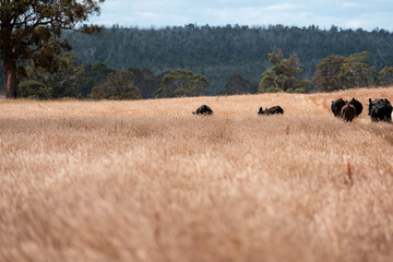 sustainable regenerative agriculture farm in australia,  Herd of Cattle in Golden Australian Pasture, Black Angus Cows Grazing in Australian