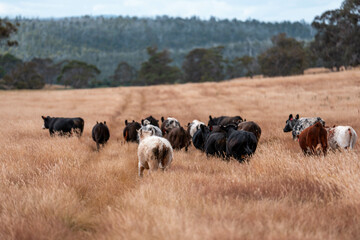 sustainable regenerative agriculture farm in australia,  Herd of Cattle in Golden Australian...