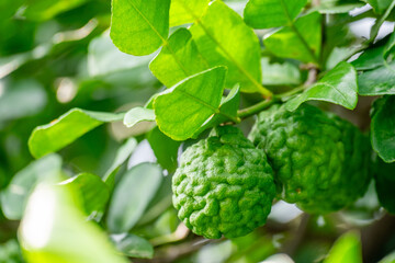 Bergamot, Fresh green bergamot fruit hanging from branch. bergamot tree garden and healthy food concept, group of bergamot,Bergamot medicinal plants with many