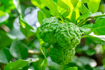 Bergamot, Fresh green bergamot fruit hanging from branch. bergamot tree garden and healthy food concept, group of bergamot,Bergamot medicinal plants with many