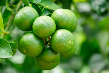 Green lemons is citrus  fruits on a branch with nature background. Green Lemons tree in the garden with daylight. Fresh green lime fruit hanging from branch.