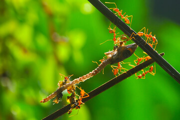 Red ants are eating lizard bones

