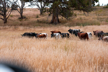 sustainable regenerative agriculture farm in australia,  Herd of Cattle in Golden Australian Pasture, Black Angus Cows Grazing in Australian