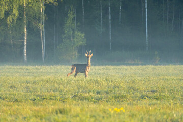 Alert roe deer buck standing in misty spring meadow with birch forest in background, peaceful and solitary wildlife scene in early morning countryside light..