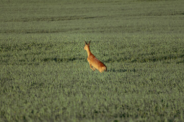 Graceful roe deer leaping through green crop field at sunrise, symbol of freedom, lightness, motion and wild nature in cultivated farmland