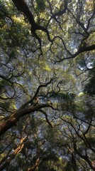 Fototapeta premium Looking Up At Dense Tree Canopy With Sunlight Streaming Through, Symbolizing Nature's Resilience and Environmental Conservation Efforts : Generative AI