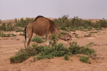 Herd of camels in oasis  in the desert. Mountains in the background. Sahara, Morocco.