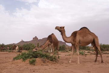 Herd of camels in oasis  in the desert. Mountains in the background. Sahara, Morocco.