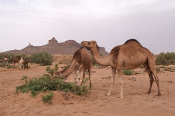 Herd of camels in oasis  in the desert. Mountains in the background. Sahara, Morocco.
