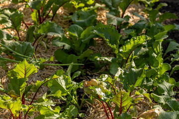 Feld mit Rote Bete im Garten