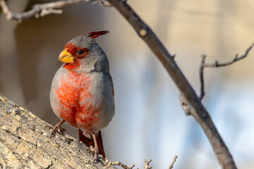 Pyrrhuloxia (desert cardinal) on a branch in a tree with natural framing