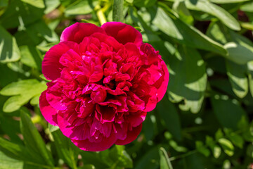 rote Blüte von einer Pfingstrose