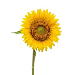 sunflower isolated on white