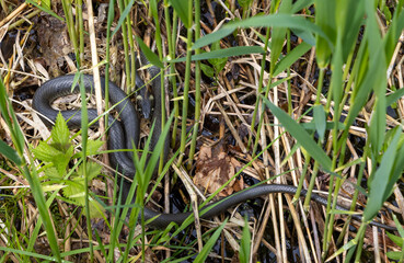 A snake hiding in the grass