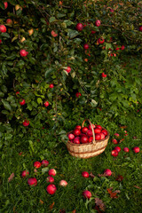 Red apples in basket under apple tree.