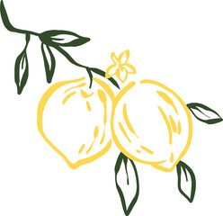 Lemons on a Branch HandDrawn Illustration