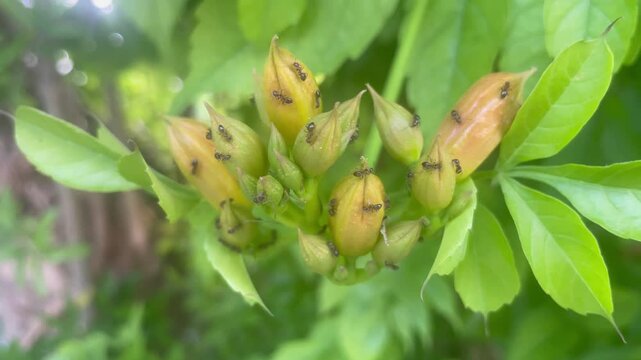 Ants exploring the buds of a charming Campsis flower from the Bignoniaceae family