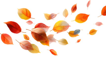 several autumn leaves in random rotation, lightly overlapping, isolated on transparent background