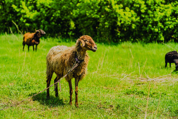 A sheep is grazing on fresh grass in a vibrant green meadow Surrounding trees add to the tranquil...