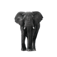 Obraz premium Majestic Elephant Facing Camera in Natural Setting