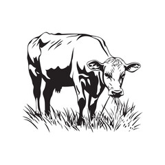 Vector illustration of a cow eating grass with a natural and lively appearance Vector illustration of a cow eating grass with a natural and lively appearance