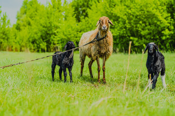 A sheep is grazing on fresh grass in a vibrant green meadow Surrounding trees add to the tranquil...