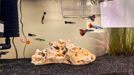 Close-up of tropical guppies in a home aquarium, swimming near a porous stone with green aquatic vegetation.