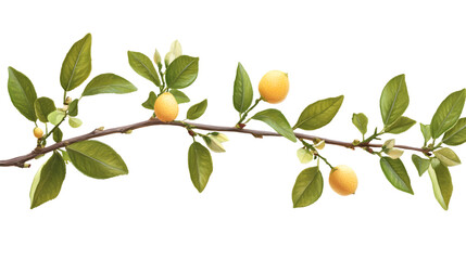Vibrant Branch of Orange with Leaves on White Background for Design Projects