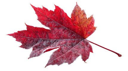 Obraz premium a red maple leaf resting on a frosty surface, realistic chill effect, isolated on white background