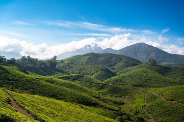 Fototapeta premium Tea plantation in Munnar, South India, landscape with fields in Kerala, Nilgiri hills , agriculture of Camellia Sansis plant