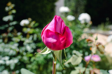 Old rose with a very intense fragrance, beautiful flower
