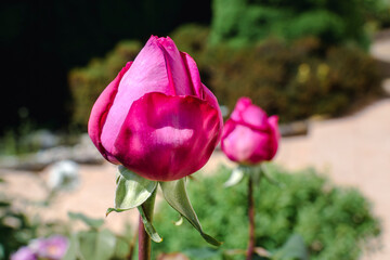 Old rose with a very intense fragrance, beautiful flower