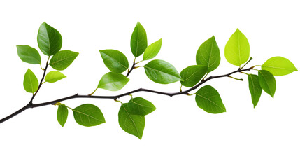 Obraz premium Fresh Green Leaves Branch Isolated on Transparent Background for Graphic Design Projects