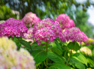 Pink hydrangea blooming under the shade of trees