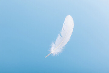 Obraz premium Single Feather Isolated on Soft Blue